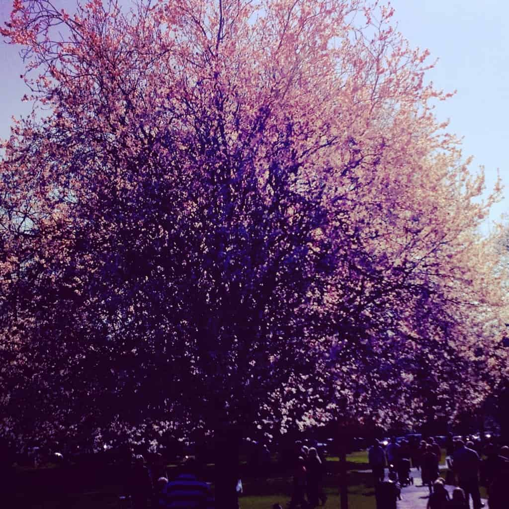 Blossom Blossom