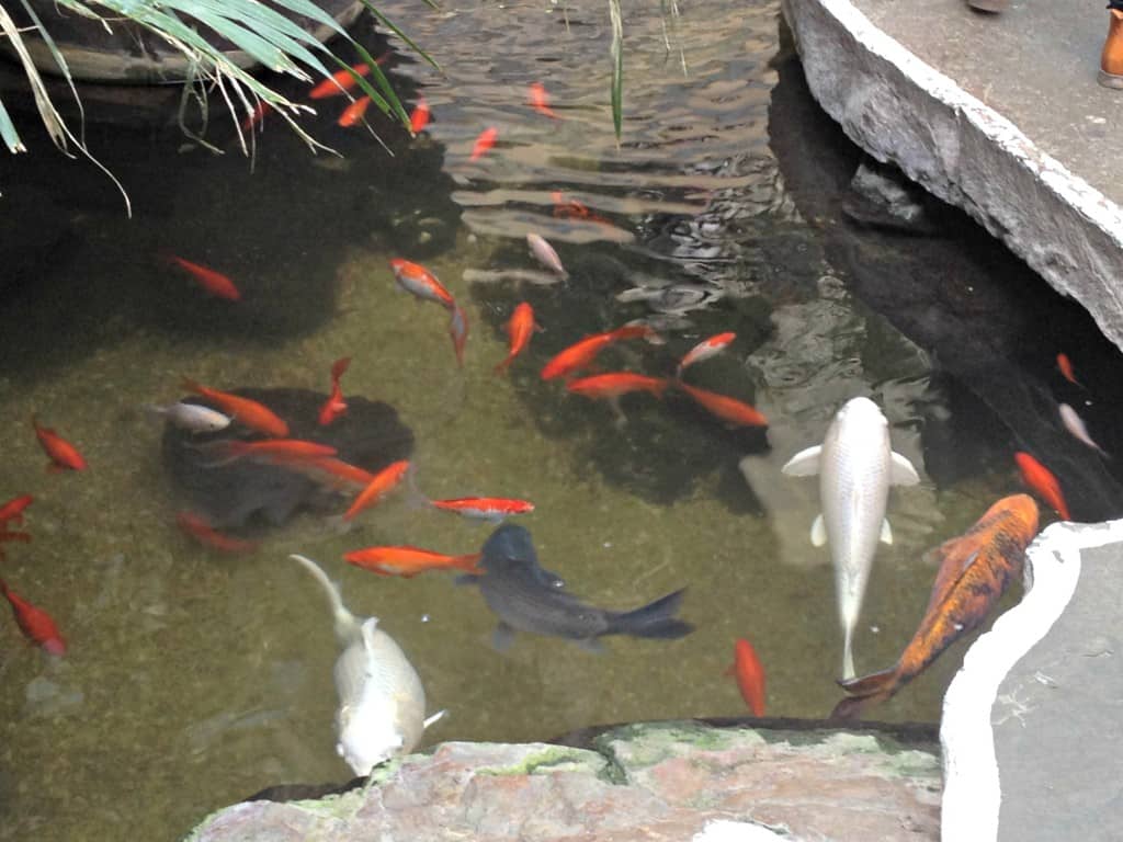 The fish pond