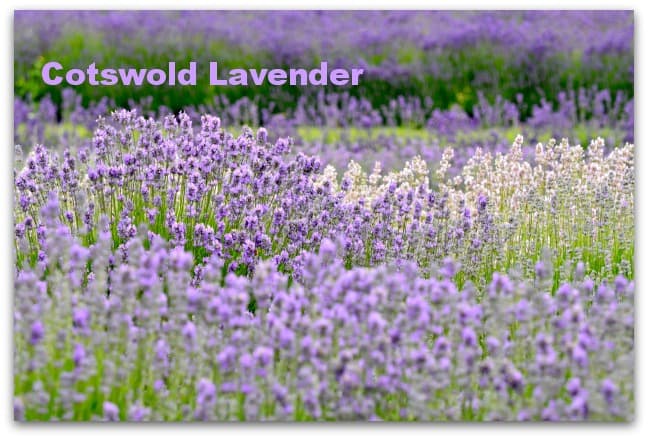 Cotswold Lavender