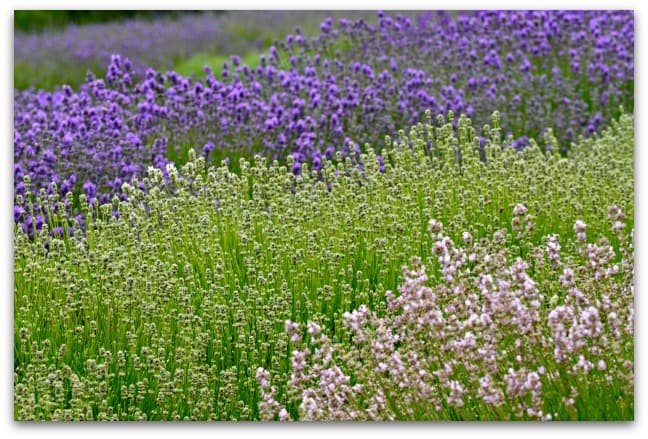 Lavender fields