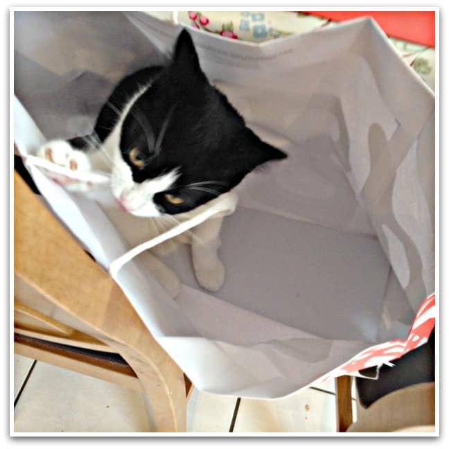cat in the bag