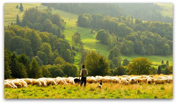 counting sheep