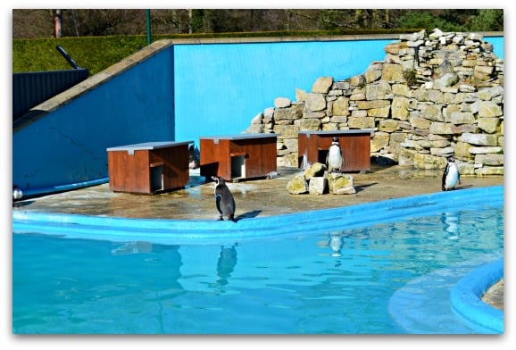 Penguins at Peppa Pig World
