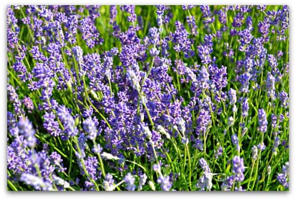 Lavender