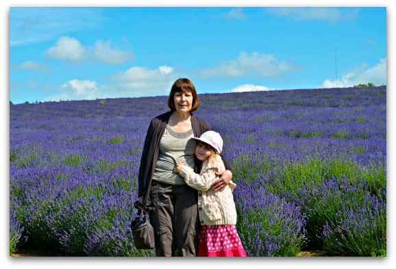 Snowshill Lavender, Worcestershire 2