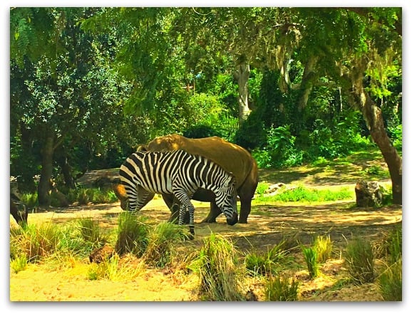 Kilimanjaro Safaris