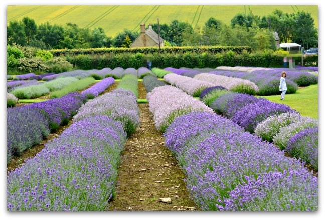 A view of the lavender field