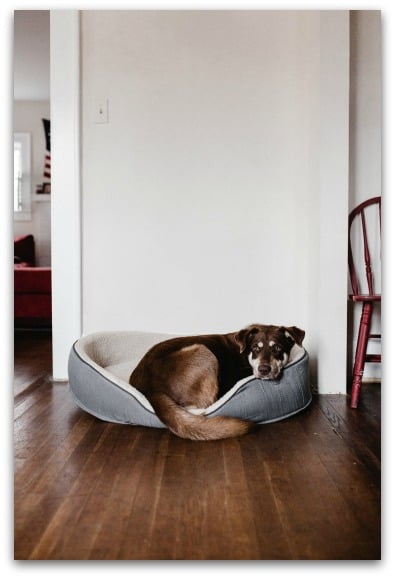 5 Reasons To Choose Engineered Wood Flooring-2
