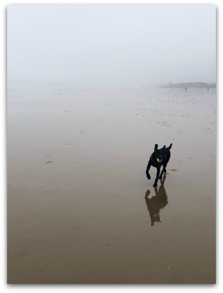 First trip to the beach for Liberty