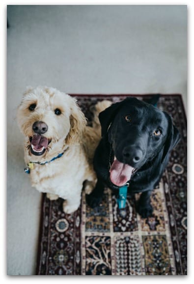 10 things to consider before bringing a puppy into your family 3