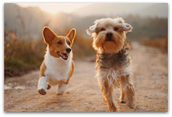 10 things to consider before bringing a puppy into your family