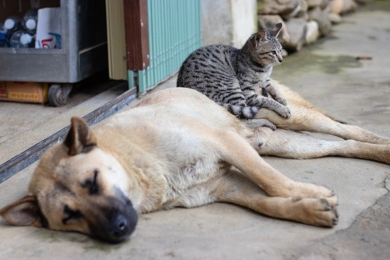staying healthy as you get older with a pet