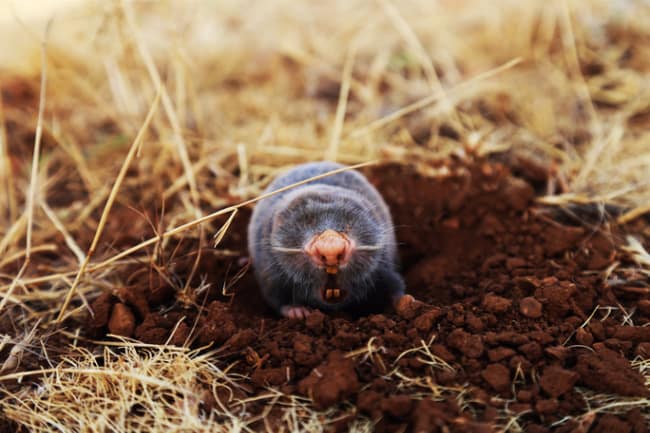 Why parenting sometimes feels like a game of whack-a-mole