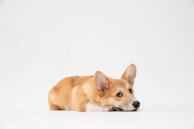 Adopting Your First Puppy_ Why You Should Consider Getting a Corgi