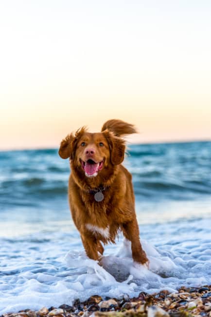 How To Prepare For The Arrival Of Your New Canine Friend