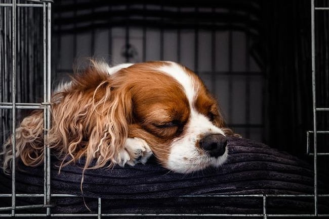 3 Characteristics Of Proper Pet Care