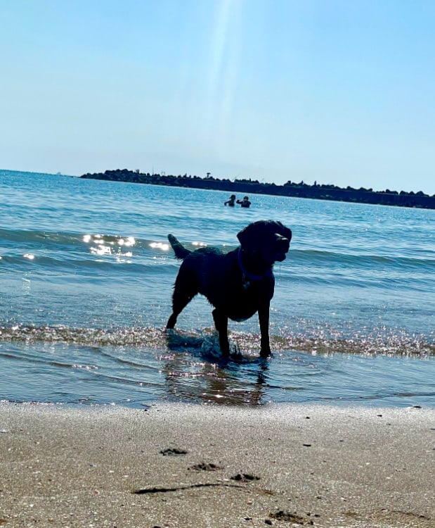 Owning a dog - Four Years On